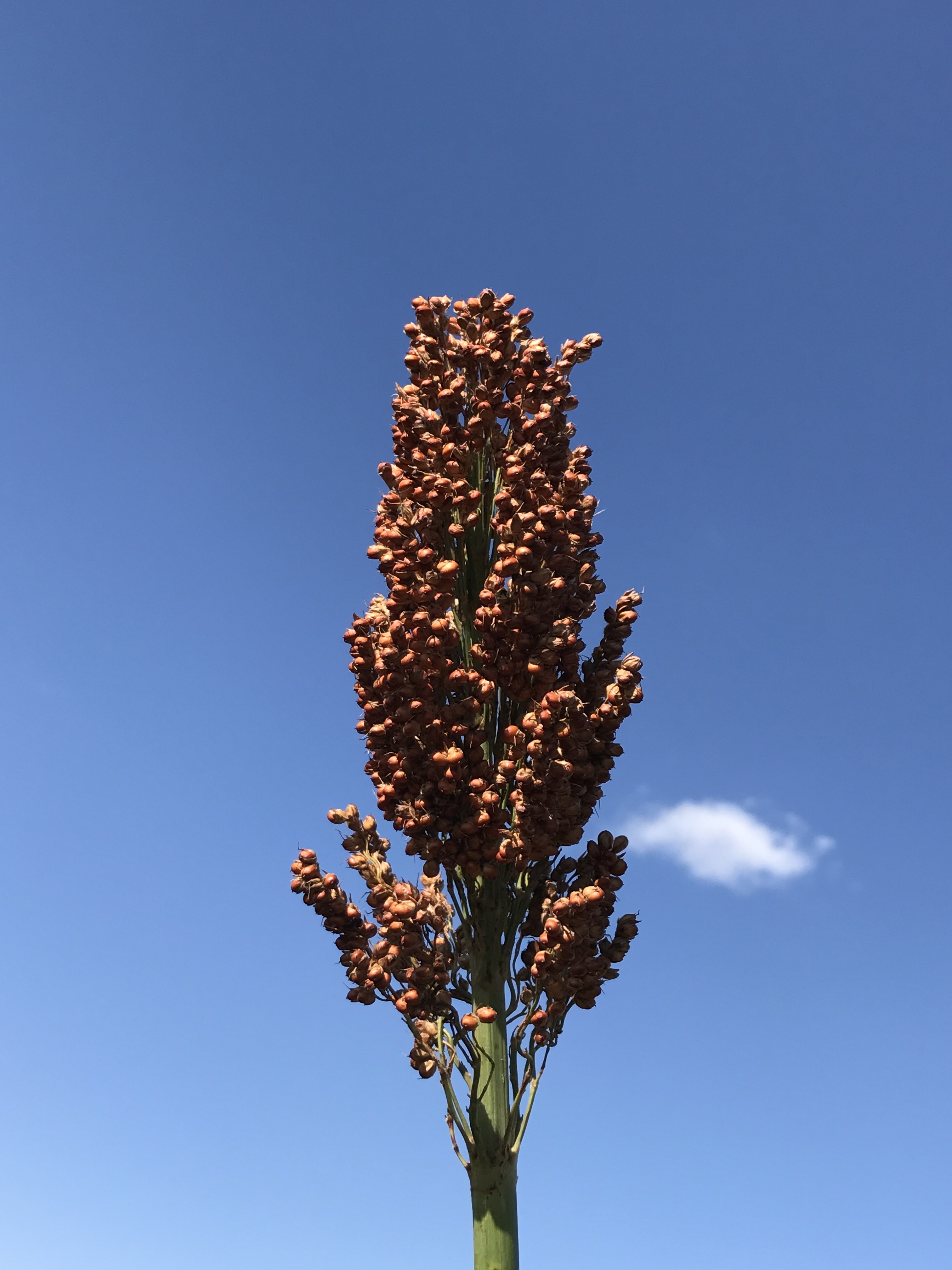 数据库中未找到相应图片