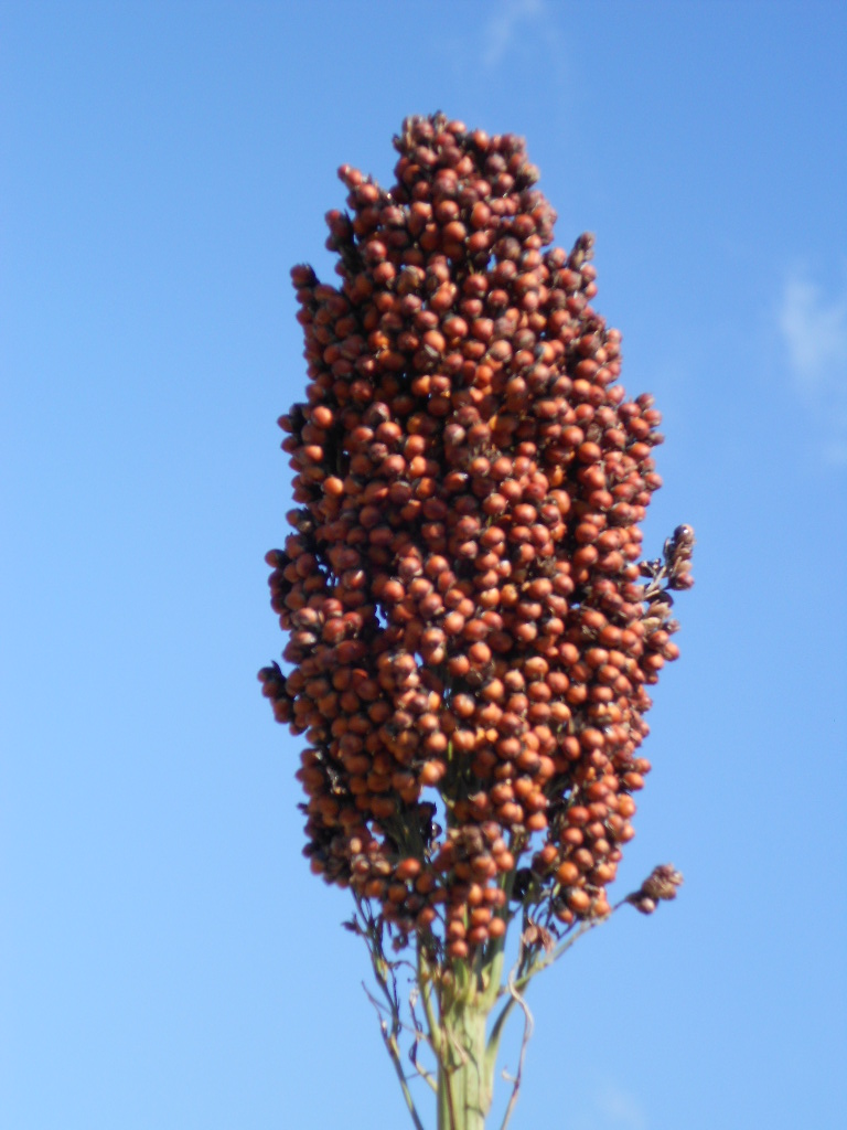 数据库中未找到相应图片