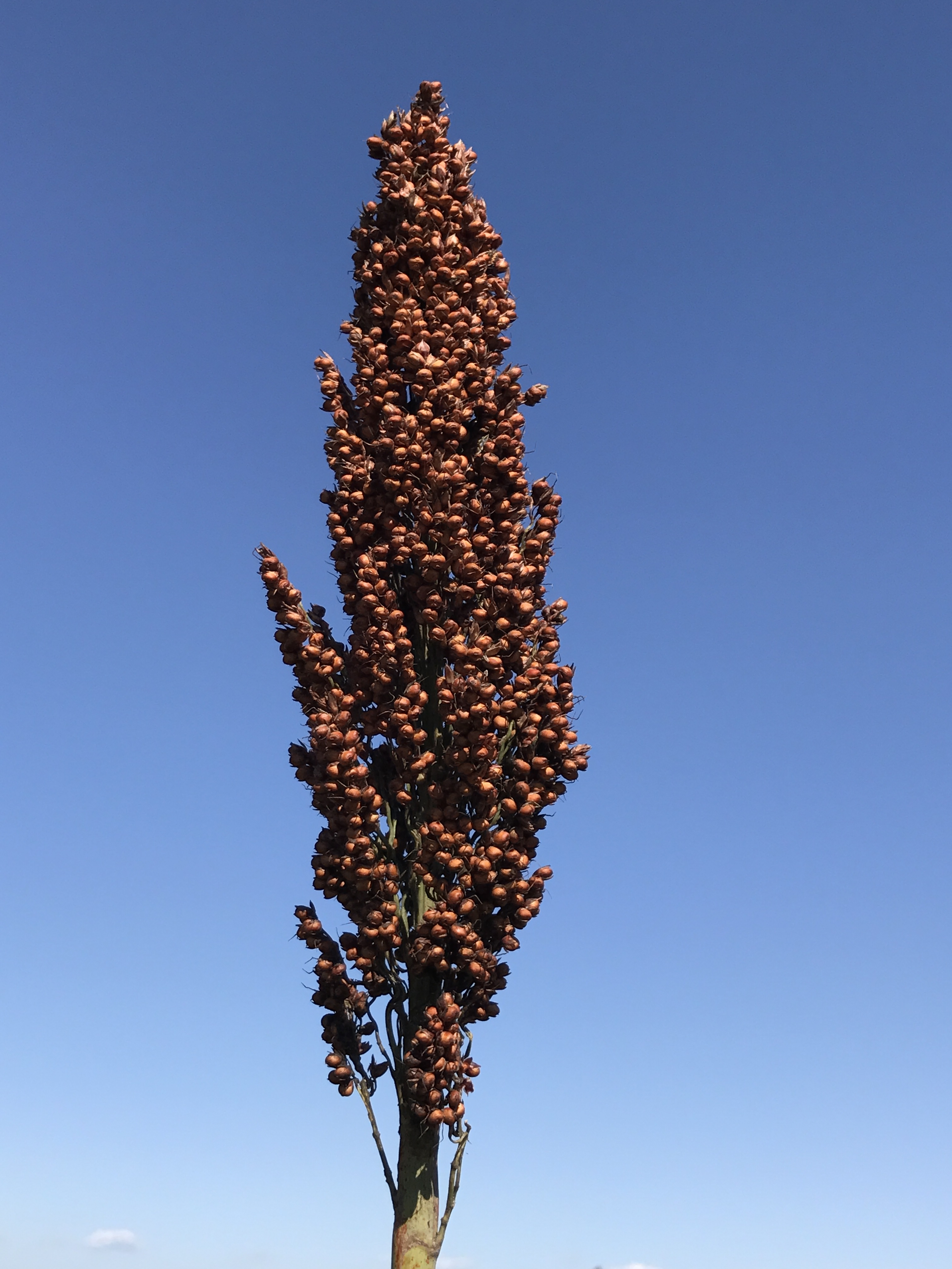 数据库中未找到相应图片